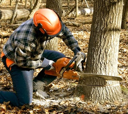 Tree Removal in Glen Flora, WI